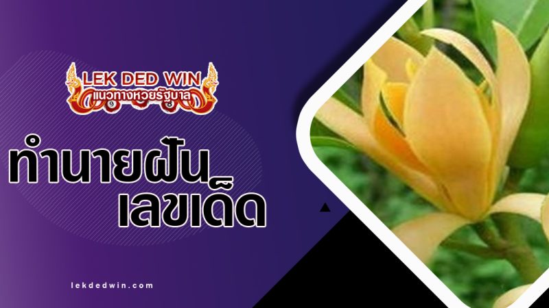 ทำนายฝันเห็นดอกจำปี-พร้อมเลขเด็ด