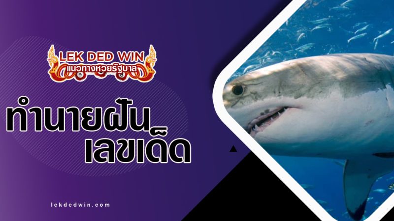 ทำนายฝันเห็นปลาฉลาม-พร้อมเลขเด็ด