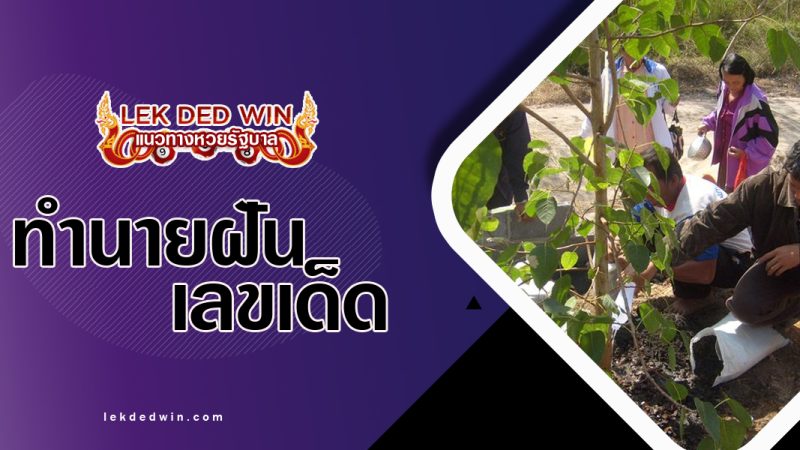 ทำนายฝันปลูกต้นโพธิ์--พร้อมเลขเด็ด