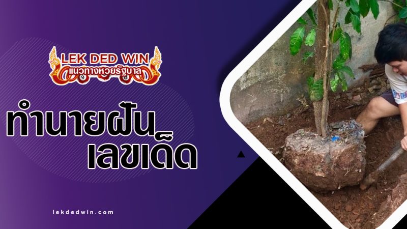 ทำนายฝันขุดรากไม้-พร้อมเลขเด็ด