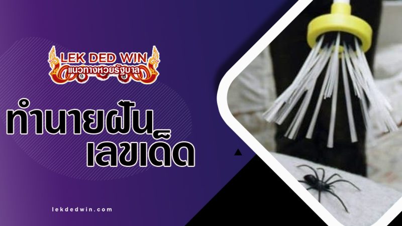 ทำนายฝันฆ่าแมงมุม-พร้อมเลขเด็ด