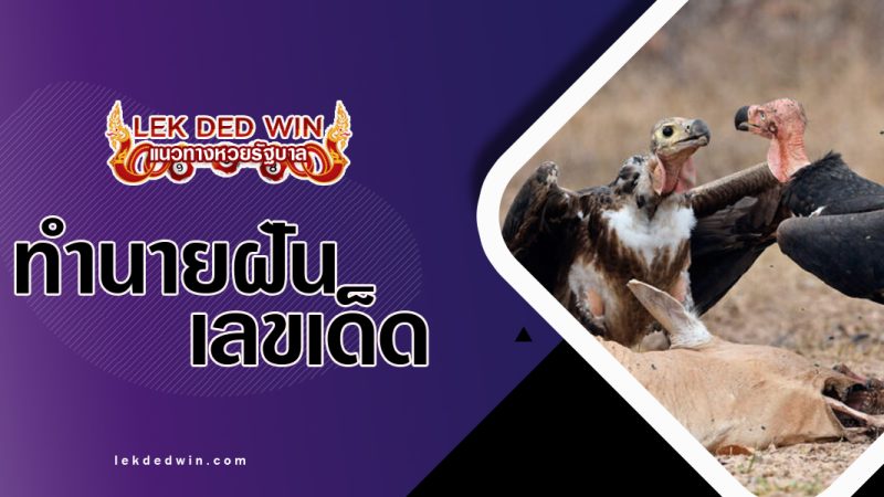 ทำนายฝันจับแร้ง-พร้อมเลขเด็ด