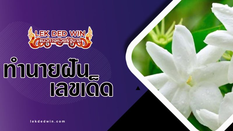 ทำนายฝันปลูกดอกมะลิ-พร้อมเลขเด็ด