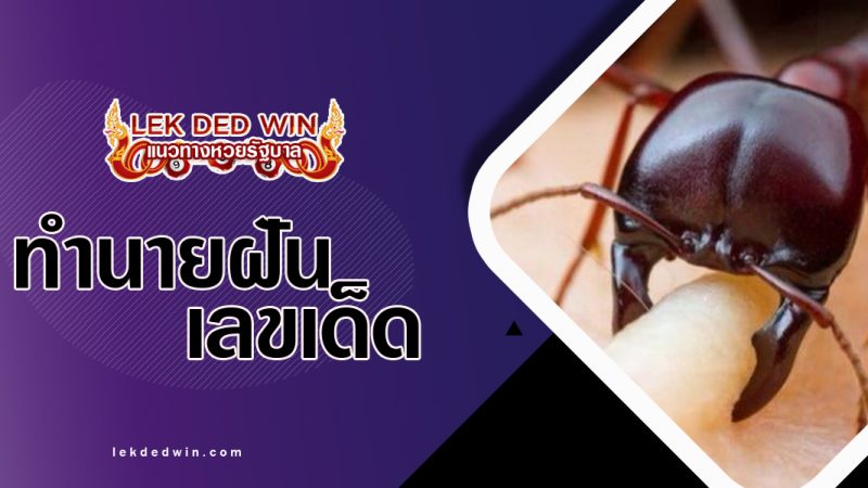 ทำนายฝันมดกัด-พร้อมเลขเด็ด