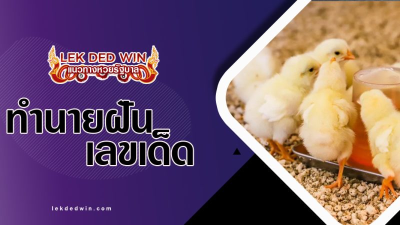 ทำนายฝันเลี้ยงลูกไก่-พร้อมเลขเด็ด
