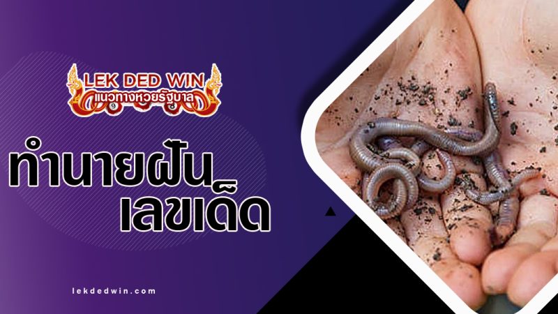 ทำนายฝันจับไส้เดือน-พร้อมเลเด็ด