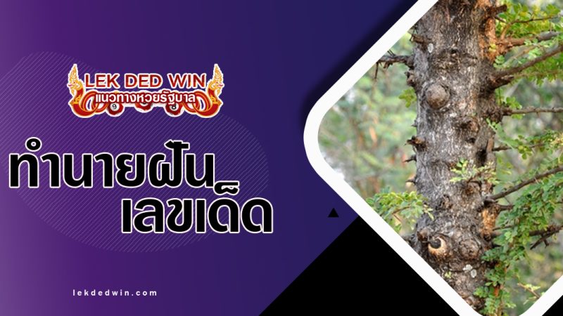 ทำนายฝันเห็นต้นสังข์-พร้อมเลขเด็ด