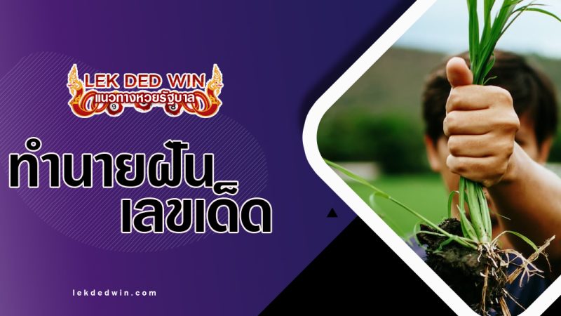 ทำนายฝันได้ถอนหญ้า-พร้อมเลขเด็ด