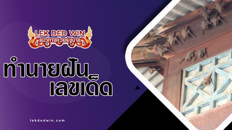 ทำนายฝันค้างคาวบิน-พร้อมเลขเด็ด
