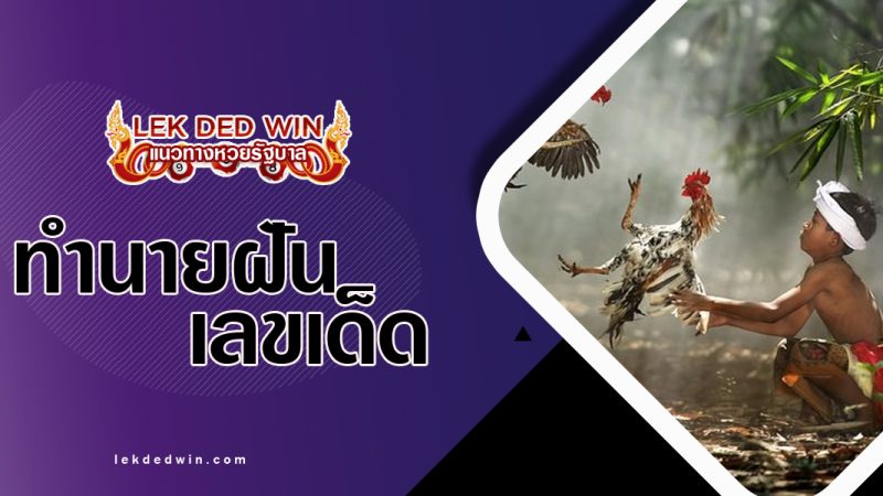 ทำนายฝันจับหางไก่ พร้อมเลขเด็ด