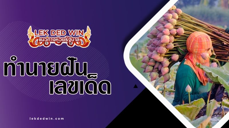 ทำนายฝันเก็บดอกบัว-พร้อมเลขเด็ด