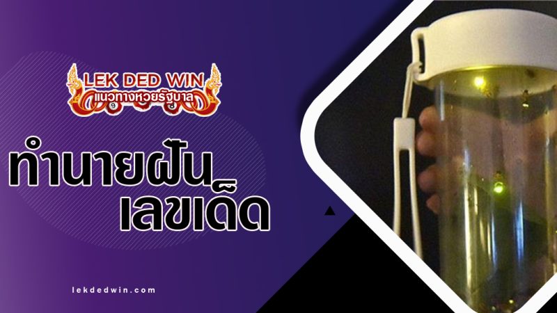 ทำนายฝันได้จับหิ่งห้อย-พร้อมเลขเด็ด