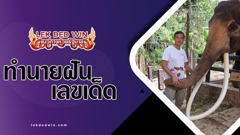 ทำนายฝันจับงาช้าง-พร้อมเลขเด็ด