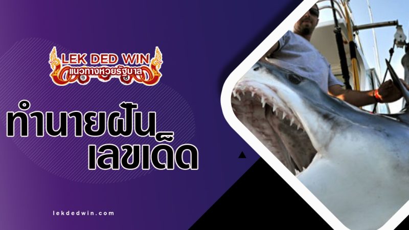 ทำนายฝันจับฉลาม-พร้มเลขเด็ด