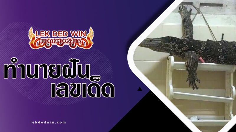 ทำนายฝันตะกวดเข้าบ้าน-พร้อมเลขเด็ด