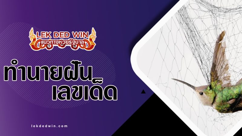 ทำนายฝันตาข่ายจับสัตว์-พร้อมเลขเด็ด