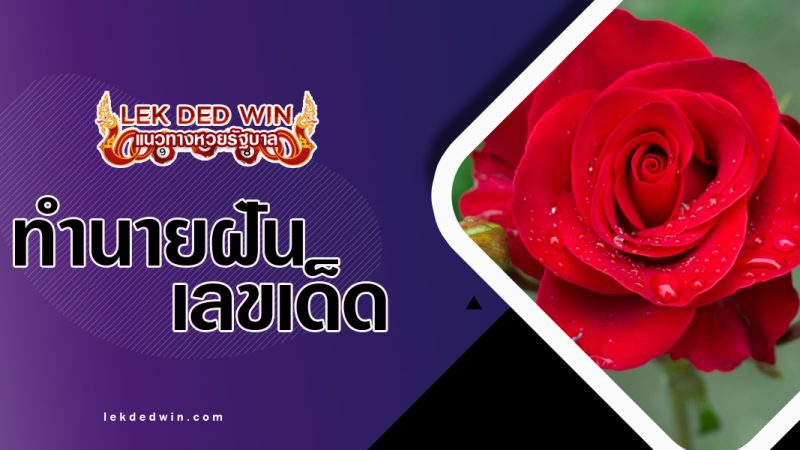 ทำนายฝันเห็นดอกกุหลาบ-พร้อมเลขเด็ด