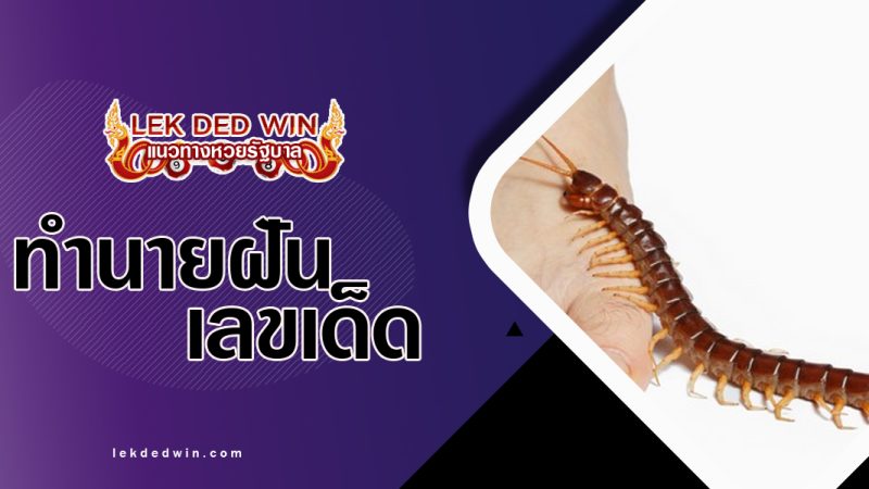 ทำนายฝันโดนตะขาบต่อย-พร้อมเลขเด็ด