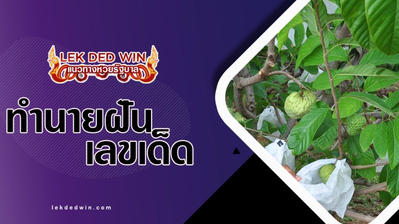 ทำนายฝันปลูกน้อยหน่า-พร้อมเลขเด็ด