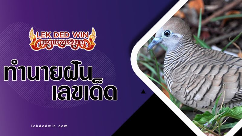 ทำนายฝันได้จับนกเขา-พร้อมเลขเด็ด
