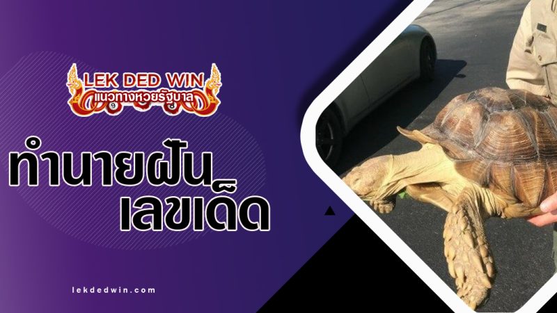 ทำนายฝันได้จับเต่า-พร้อมเลขเด็ด