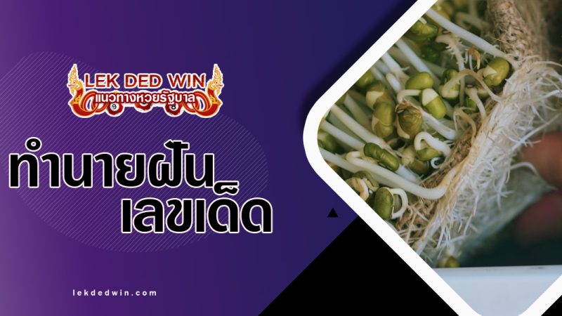 ทำนายฝันได้ปลูกถั่วงอก-พร้อมเลขเด็ด