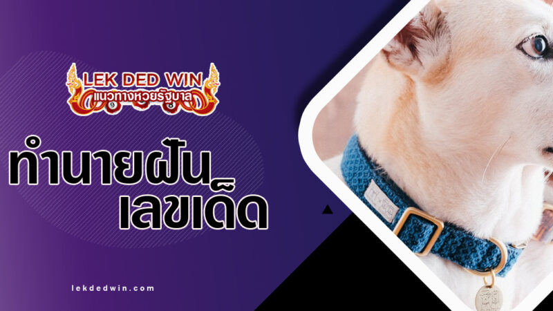ทำนายฝันปลอกคอสุนัข-พร้อมเลขเด็ด