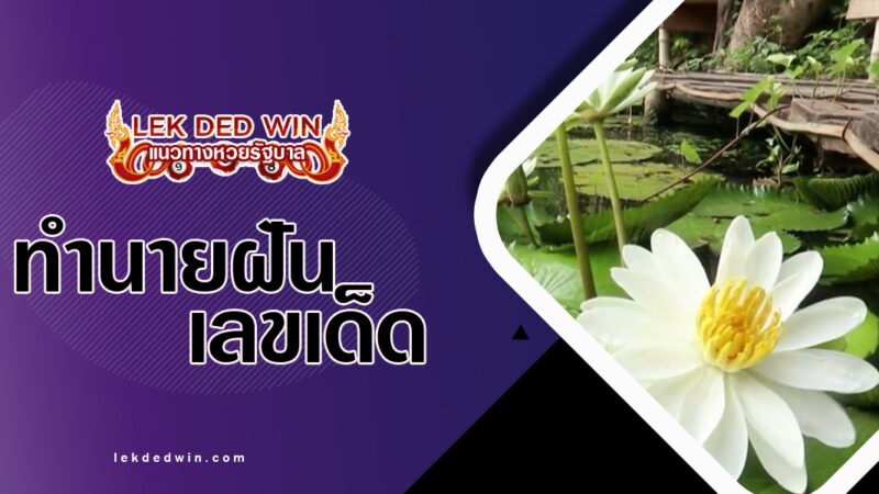 ทำนายฝันเด็ดดอกบัวขาว-พร้อมเลขเด็ด
