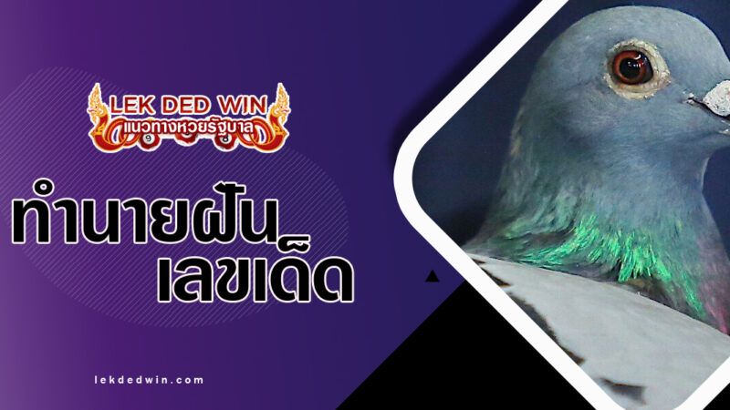 ทำนายฝันได้จับนกพิราบ-พร้อมเลขเด็ด
