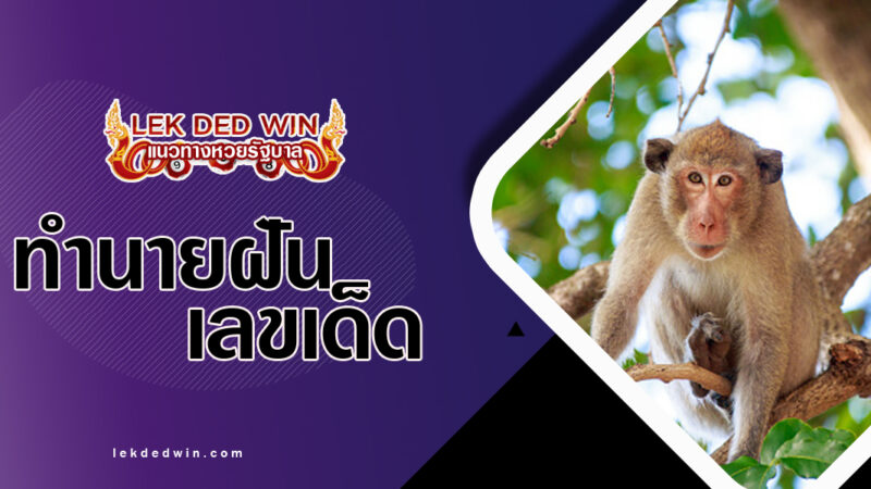 ทำนายฝันลิงบนต้นไม้-พร้อมเลขเด็ด