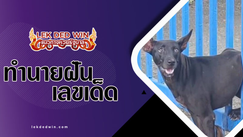 ทำนายฝันสุนัขลอดรั้ว พร้อมเลขเด็ด