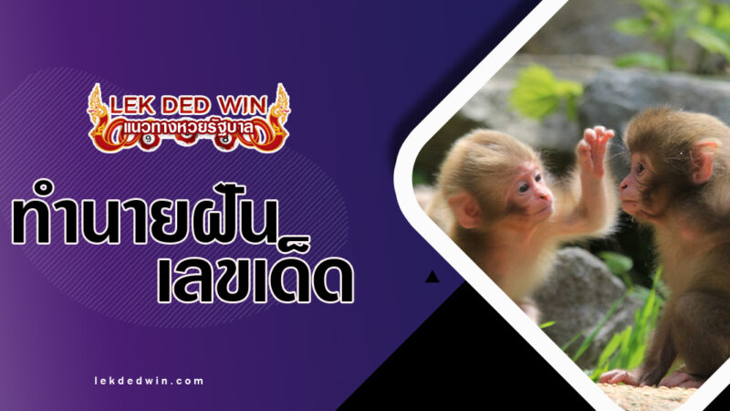 ทำนายฝันเห็นลูกลิงเล็ก พร้อมเลขเด็ด