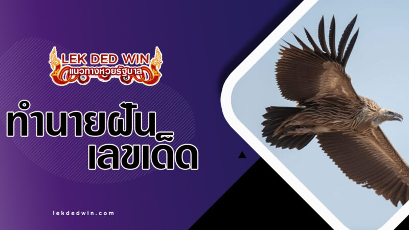 ทำนายฝันเห็นแร้งบิน-พร้อมเลขเด็ด