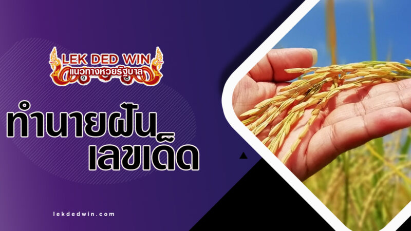 ทำนายฝันได้จับรวงข้าว-พร้อมเลขเด็ด