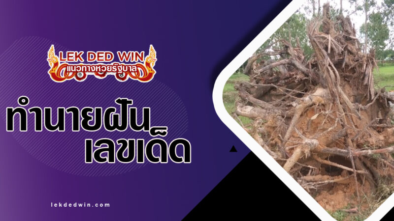 ทำนายฝันได้ถอนรากไม้-พร้อมเลขเด็ด