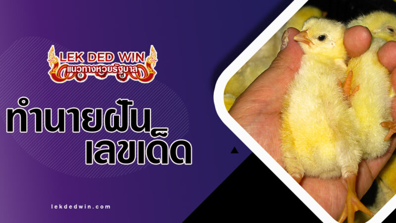 ทำนายฝันได้บีบลูกไก่-พร้อมเลขเด็ด