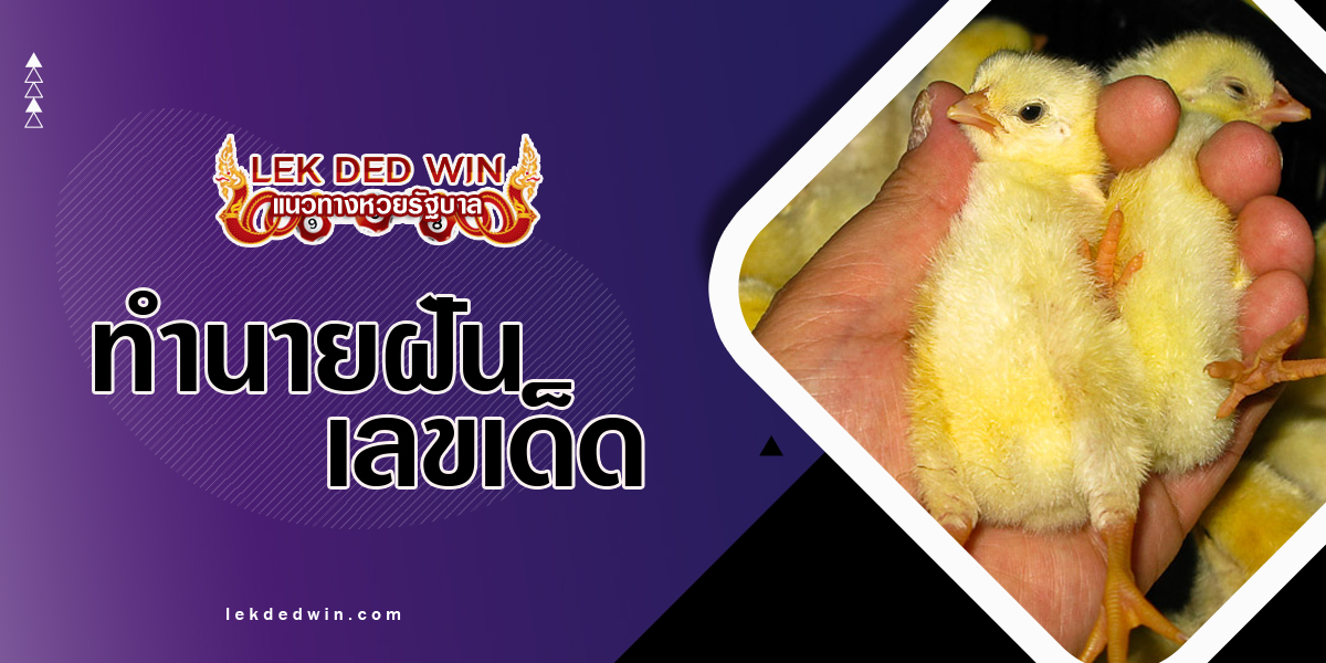 ทำนายฝันได้บีบลูกไก่ แปลความฝันว่าอย่างไร ติดตามฟรี