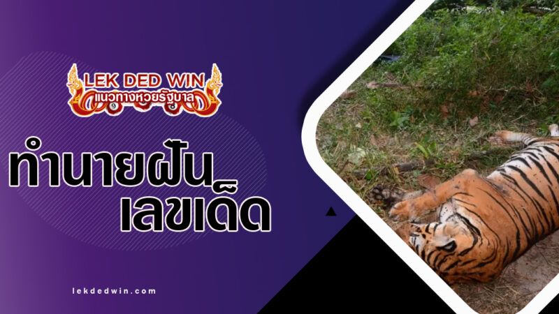 ทำนายฝันฆ่าเสือตาย-พร้อเลขเด็ด