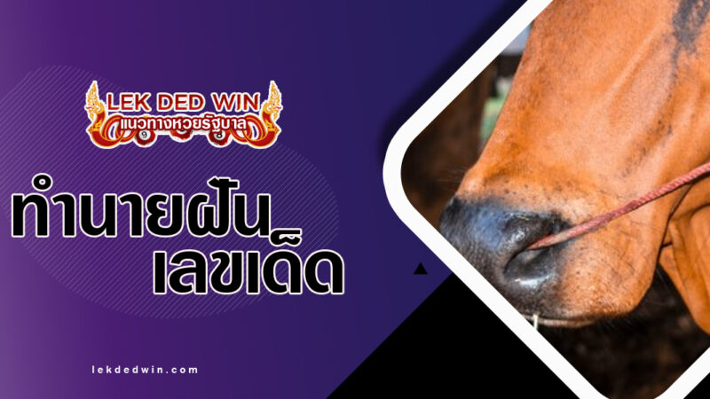 ทำนายฝันเชือกจมูกวัว พร้อมเลขเด็ด