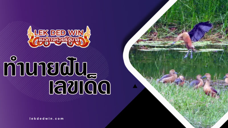 ทำนายฝันเป็ดไก่บิน-พร้อมเลขเด็ด
