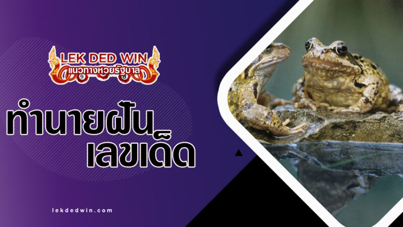 ทำนายฝันเห็นฝูงกบ-พร้อมเลขเด็ด