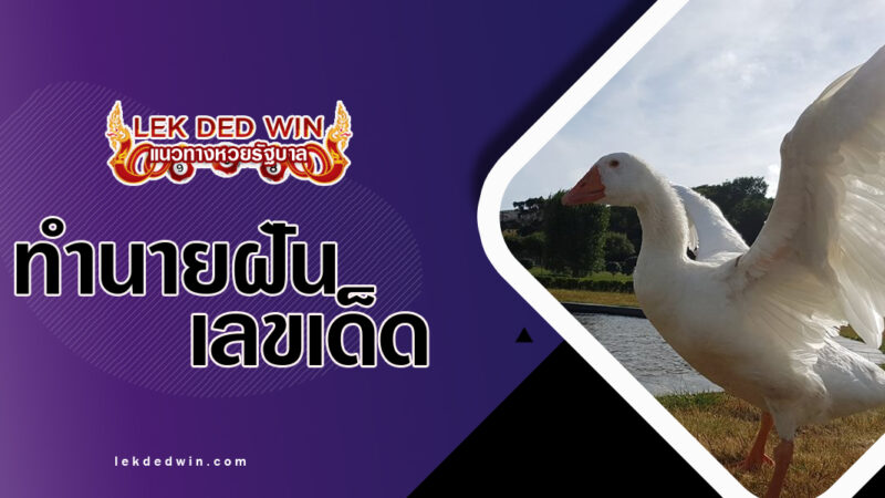 ทำนายฝันเห็นห่านขาว-พร้อมเลขเด็ด