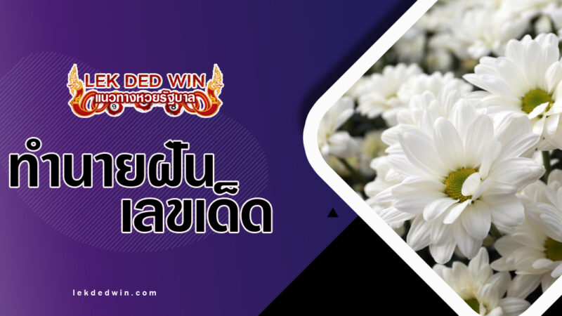 ทำนายฝันดอกเบญจมาศ-พร้อมเลขเด็ด