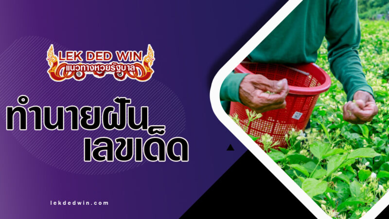 ทำนายฝันเก็บดอกมะลิ-พร้อมเลขเด็ด