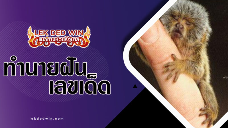 ทำนายฝันจับลูกลิงเล็กๆ-พร้อมเลขเด็ด