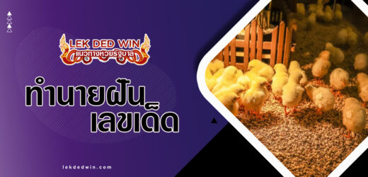 ทำนายฝันจับลูกไก่เล็กๆ แปลความฝันว่าอย่างไร รับชมเลย