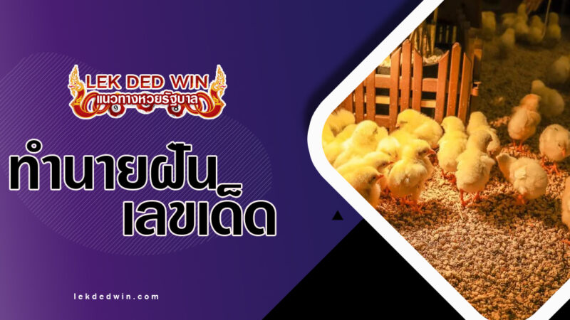 ทำนายฝันจับลูกไก่เล็กๆ-พร้อมเลขเด็ด