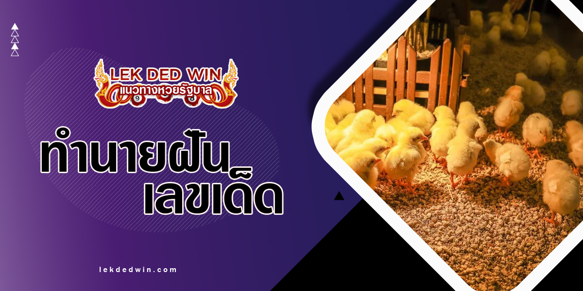 ทำนายฝันจับลูกไก่เล็กๆ แปลความฝันว่าอย่างไร รับชมเลย