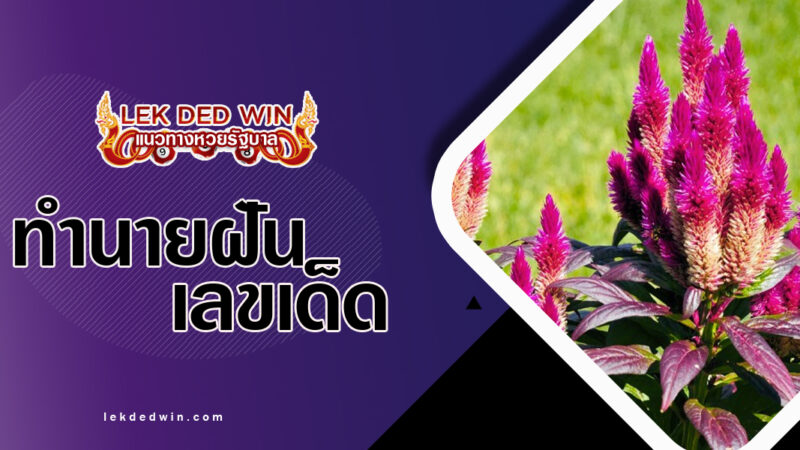 ทำนายฝันดอกไม้หงอนไก่-พร้อมเลขเด็ด