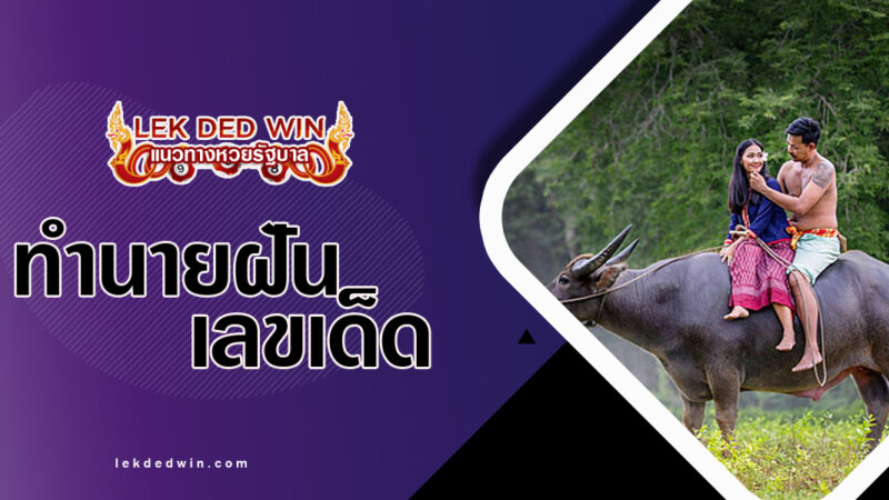 ทำนายฝันว่าขี่ควาย-พร้อมเลขเด็ด